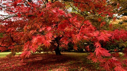 Westonbirt National Arboretum